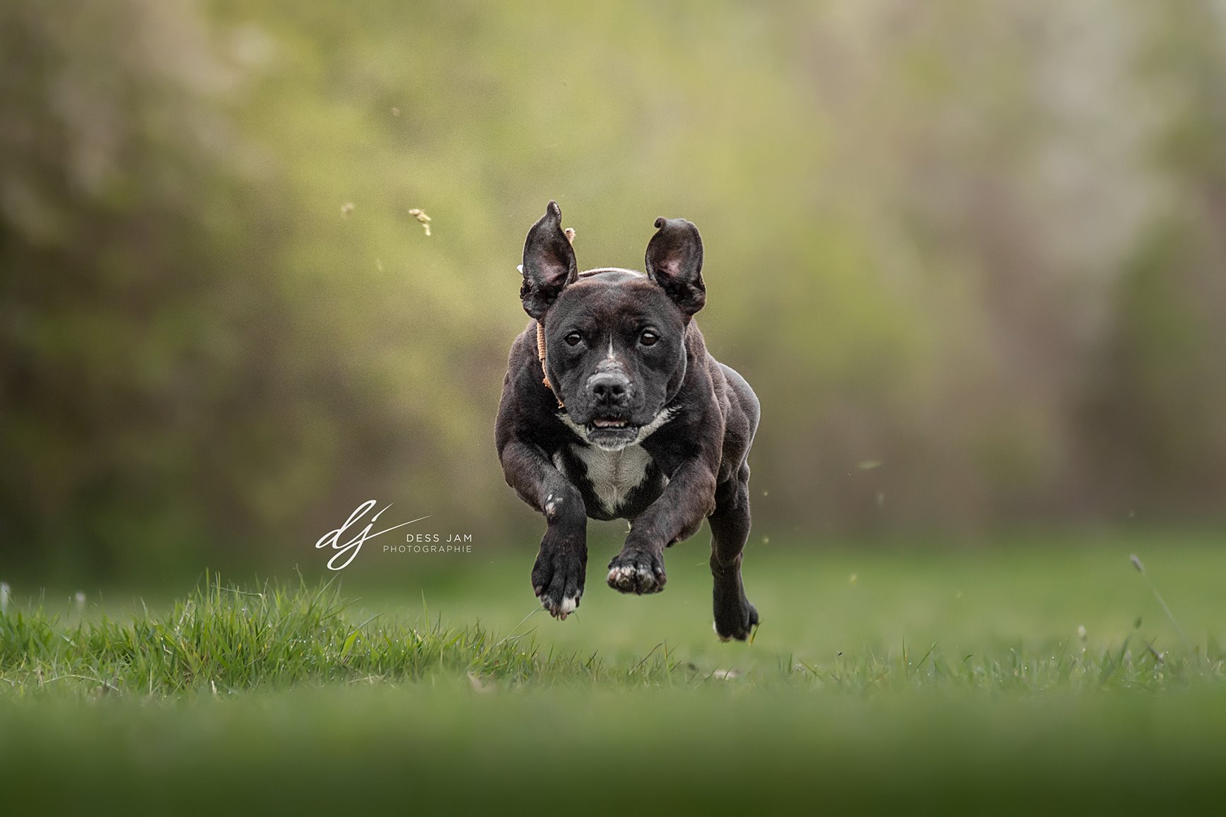 Photo de Boom