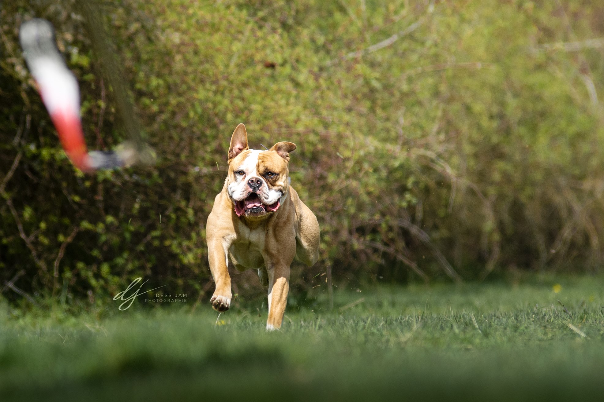 Photo de Maximus