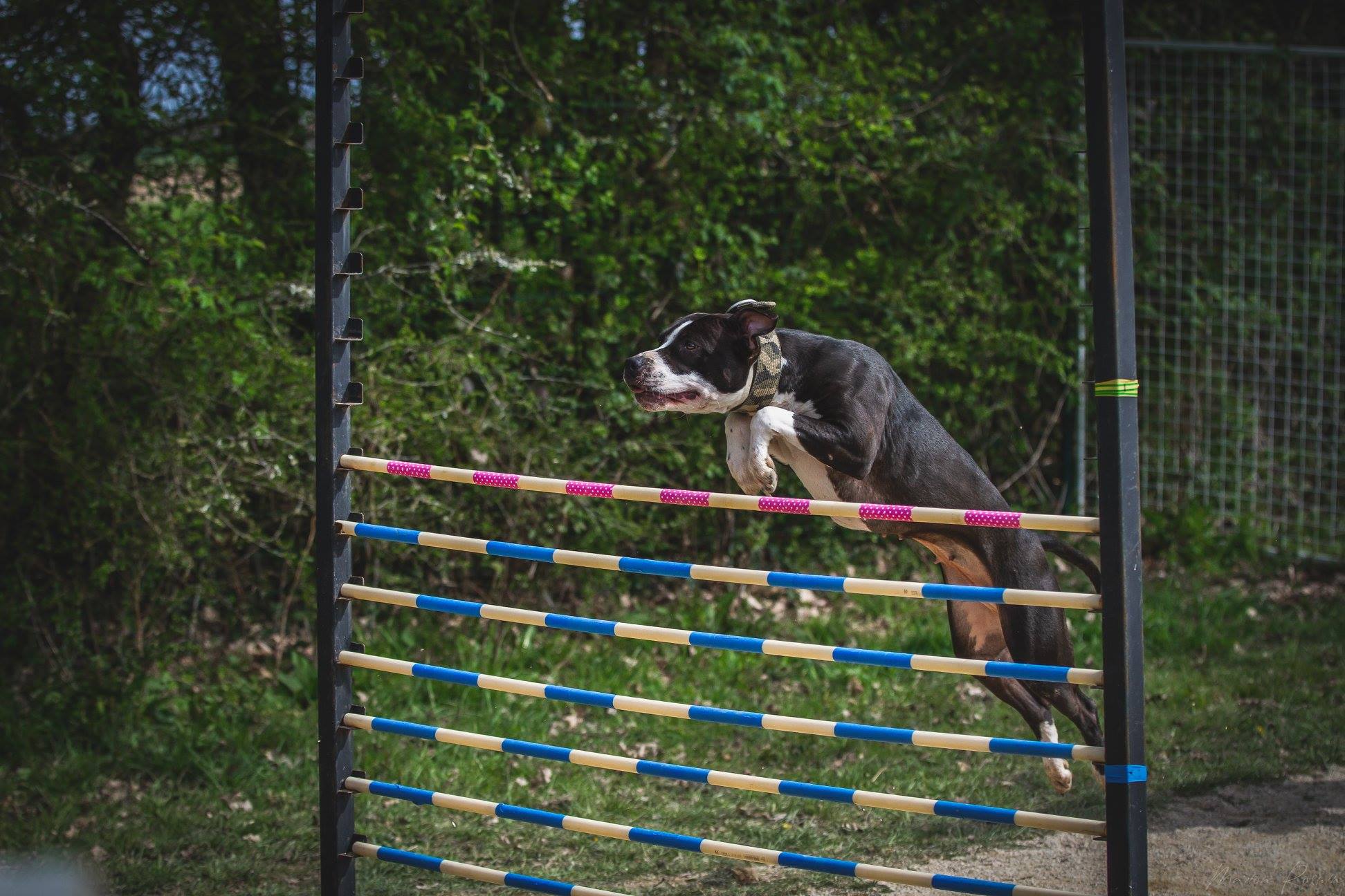 Photo de Nemesis
