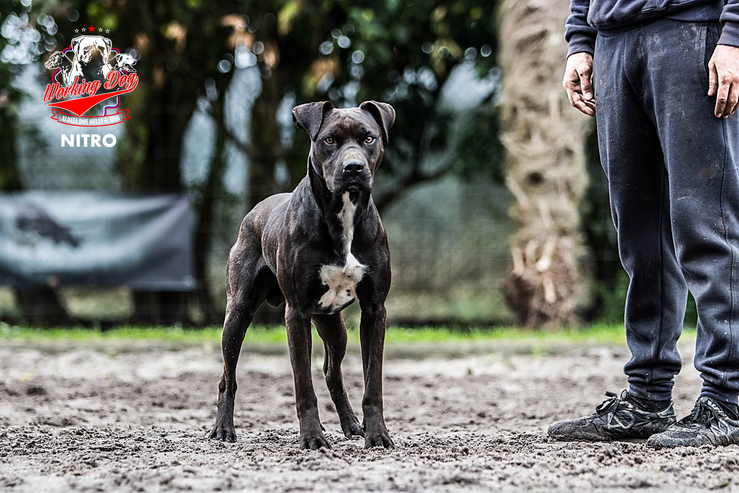 Photo de Nitro