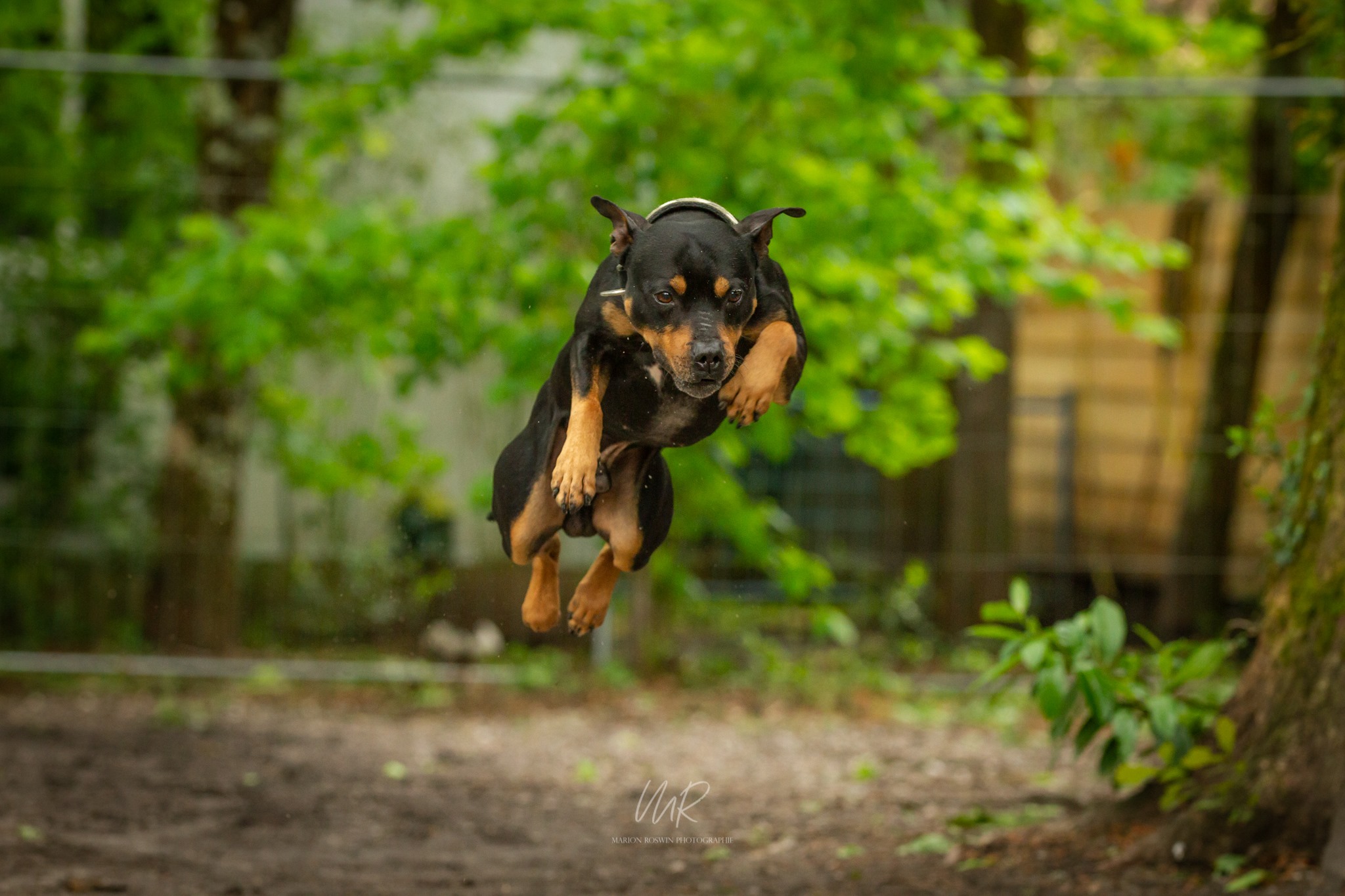 Photo de Opie