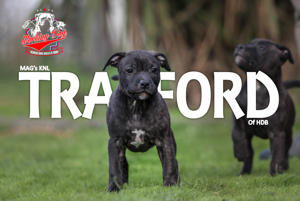 Photo de Trafford