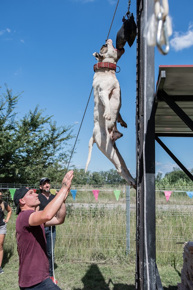 Photo de Goliath