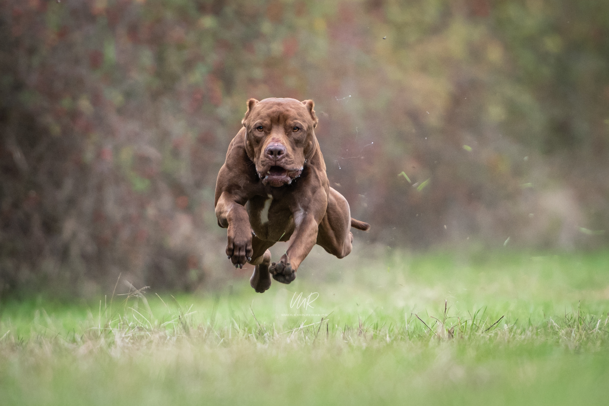 Photo de Odin