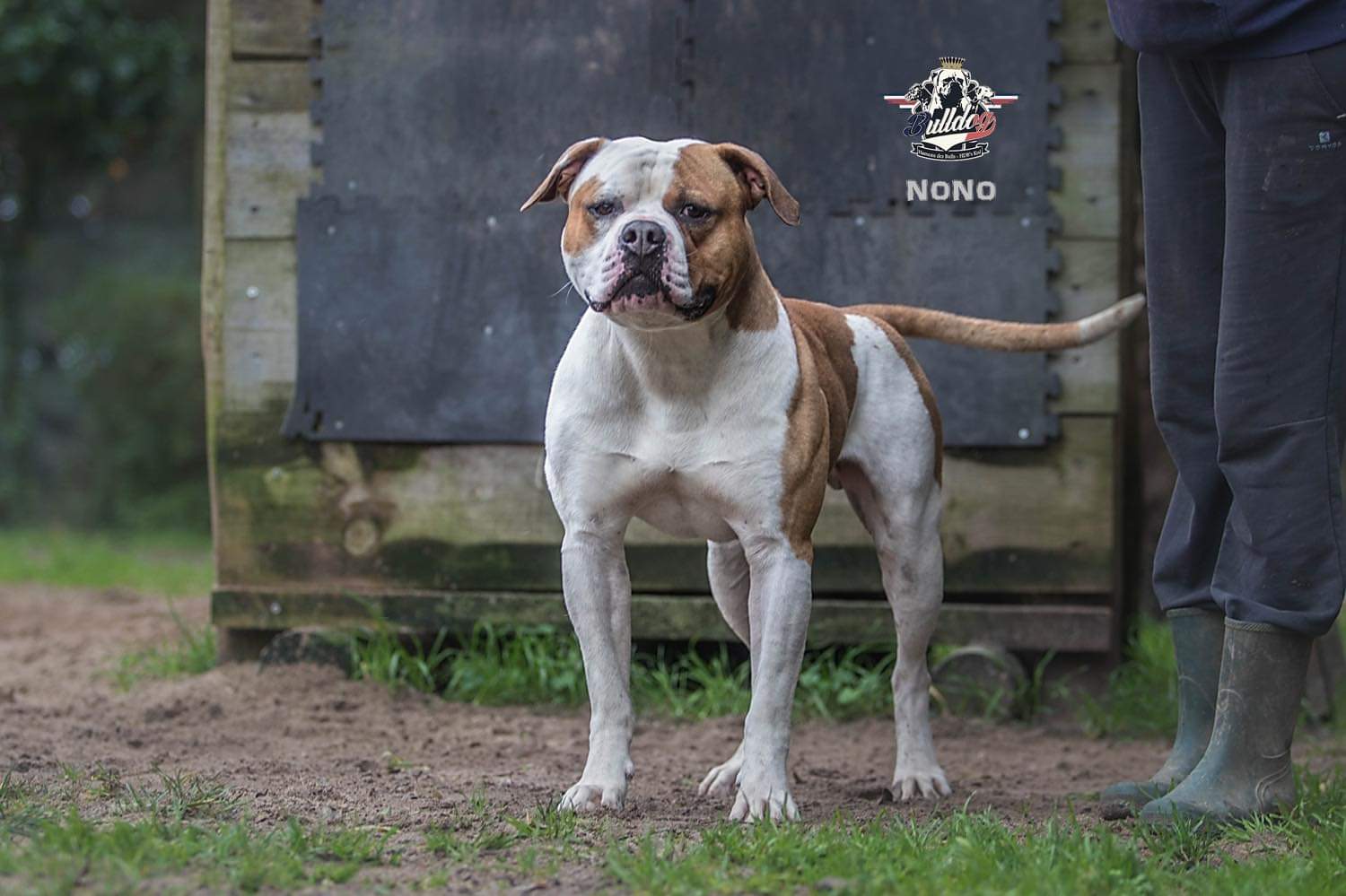 Photo de Nono