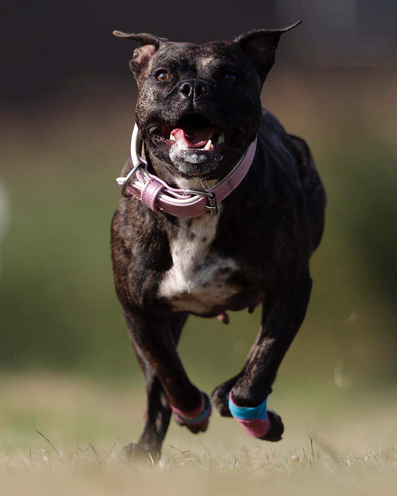 Photo de BB