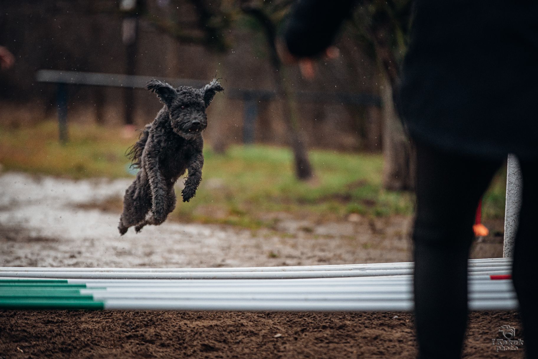 Photo de Puma