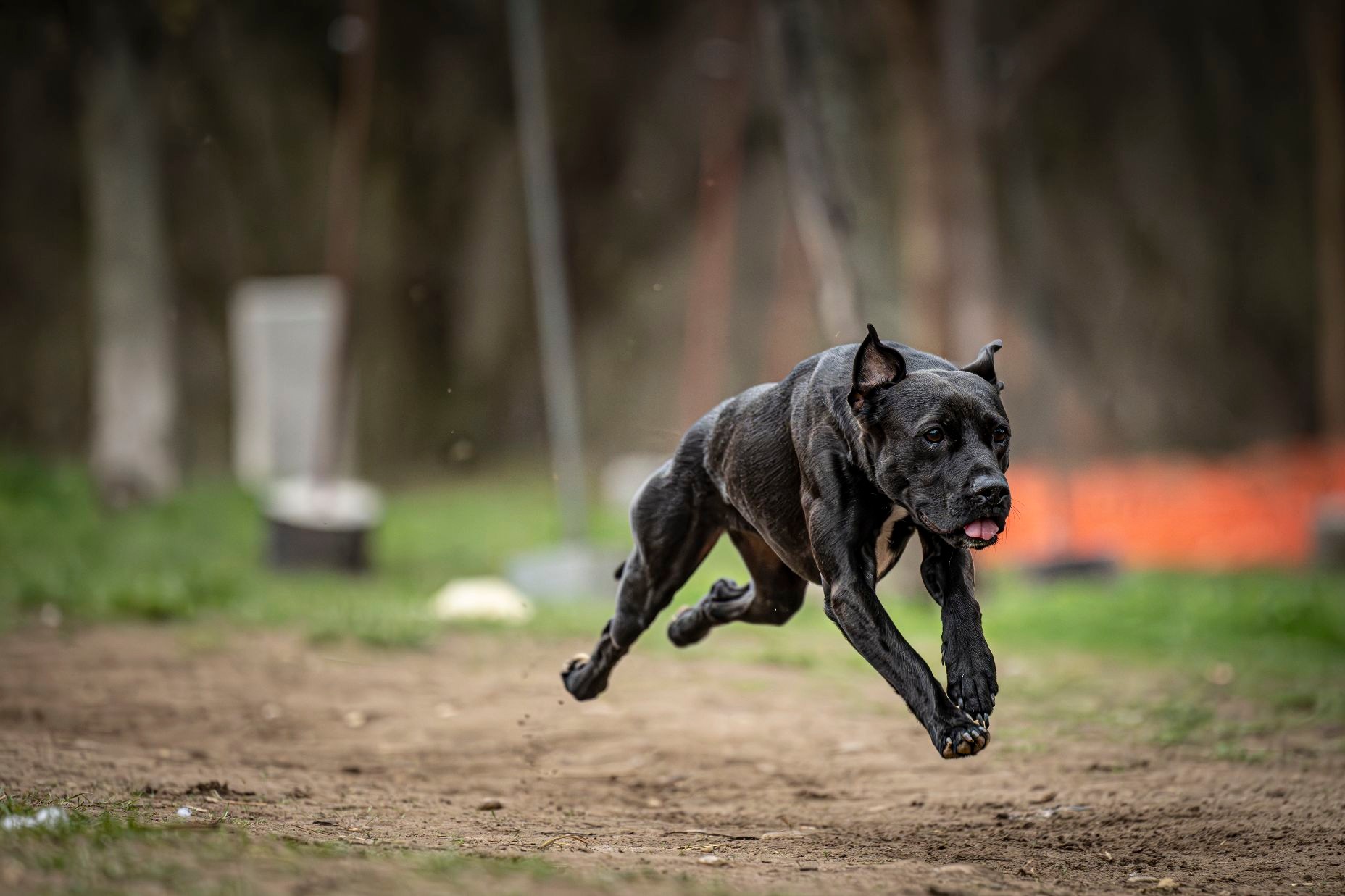 Photo de Mamba