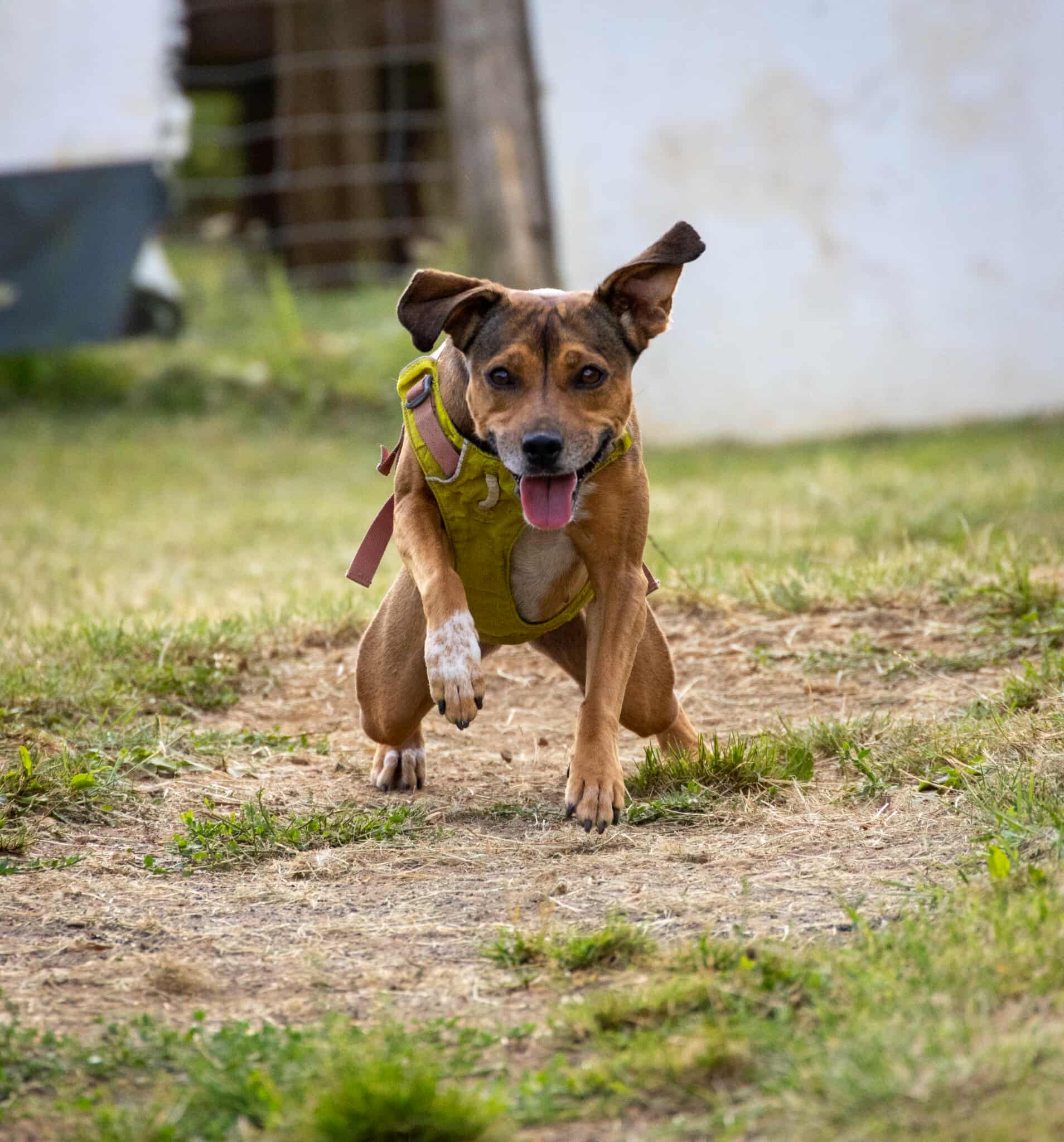 Photo de Dora